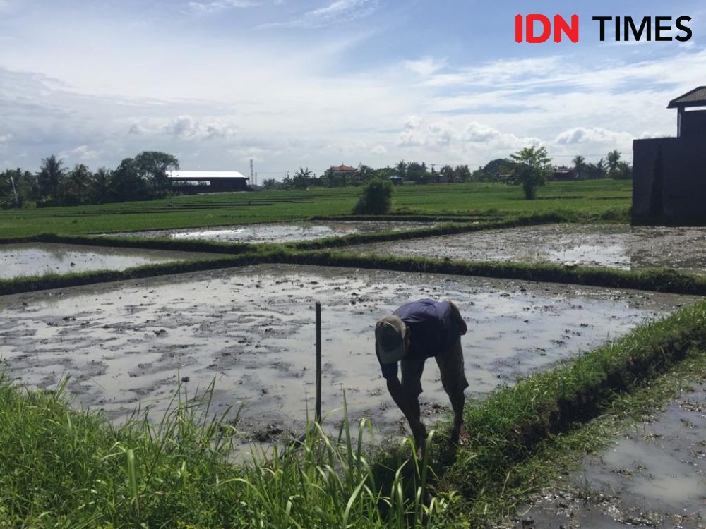 15 Ribu Lahan Sawah Petani di Tabanan Dicover AUTP