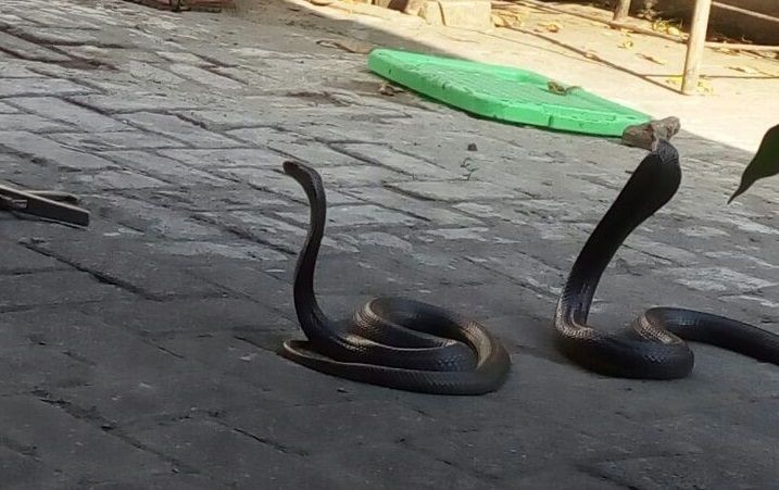 Peket Berisi Ular King Kobra Lepas saat Disortir di Gudang Ekspedisi