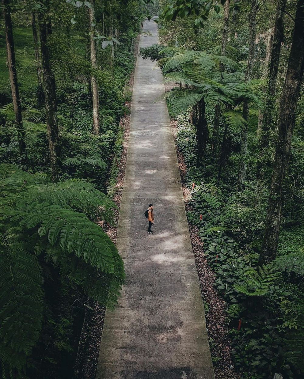 9 Hutan  Angker  di  Indonesia Tiga di  Antaranya Ada di  Jawa  