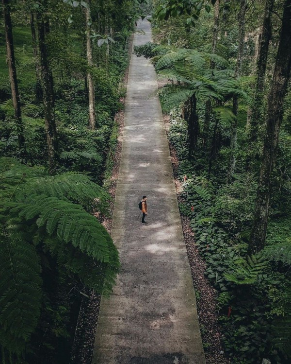 9 Hutan yang Dikenal Paling Angker di Indonesia, Kamu Pernah ke Sini?