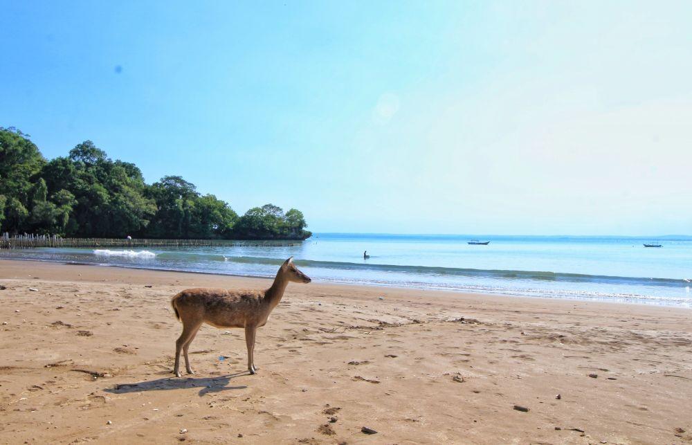 Pangandaran Zona Hijau COVID-19, Ini Langkah yang ...