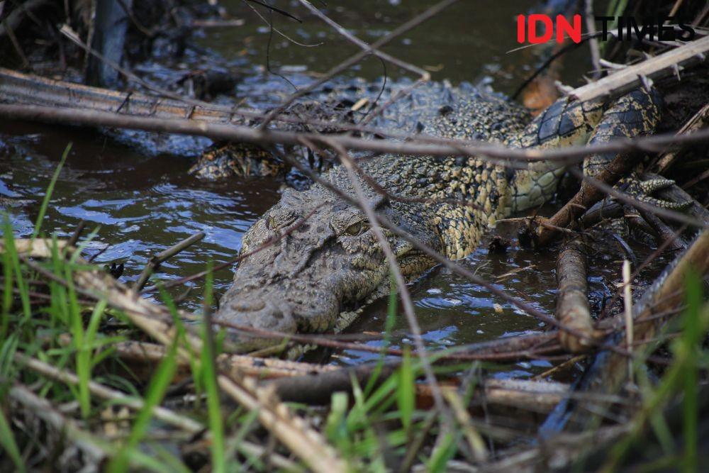 Pemancing di Paser Tewas Diterkam Buaya Muara Ganas