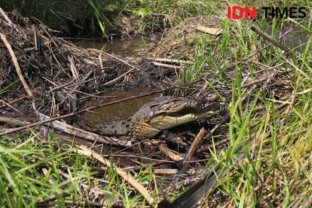 Buaya Terkam dan Mangsa Seorang Warga Banyuasin