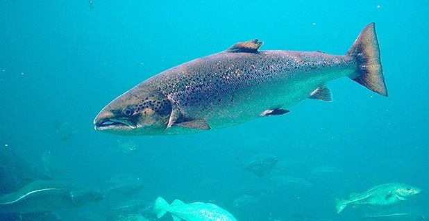 5500 Koleksi Adaptasi Ikan Air Laut Di Air Tawar Gratis Terbaru