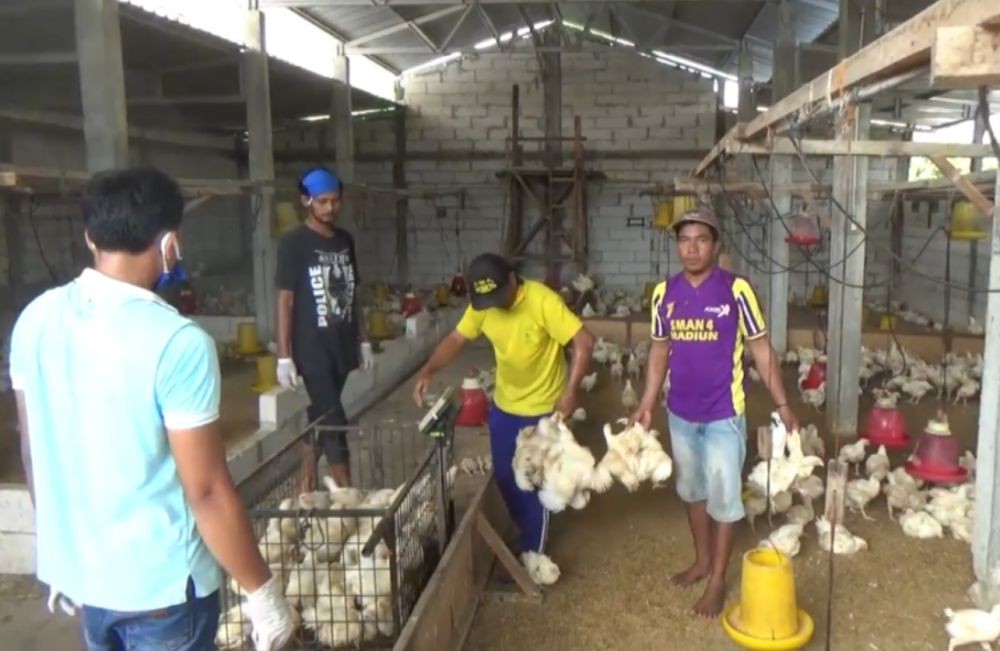 Protes Harga Anjlok, Peternak Bagikan Ayam Secara Gratis di Madiun