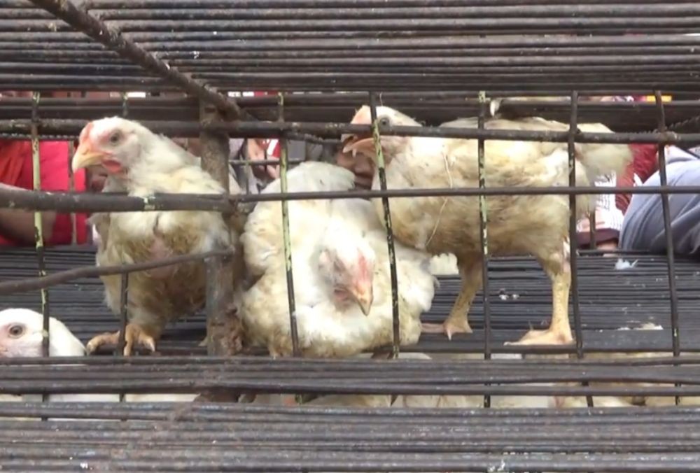 Protes Harga Anjlok, Peternak Bagikan Ayam Secara Gratis di Madiun