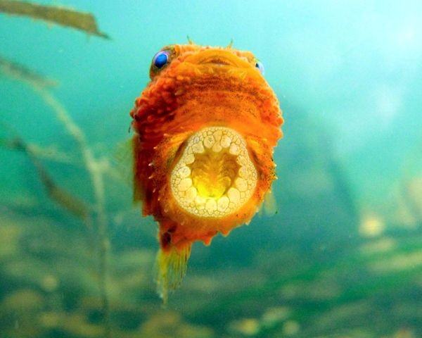 7 Fakta Ikan Lumpsucker yang Imut dan Menggemaskan, Tengok yuk!
