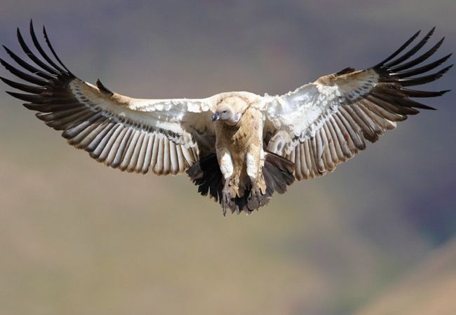 Miris! 16 Jenis Burung Bangkai ini Terancam Punah akibat Ulah Manusia