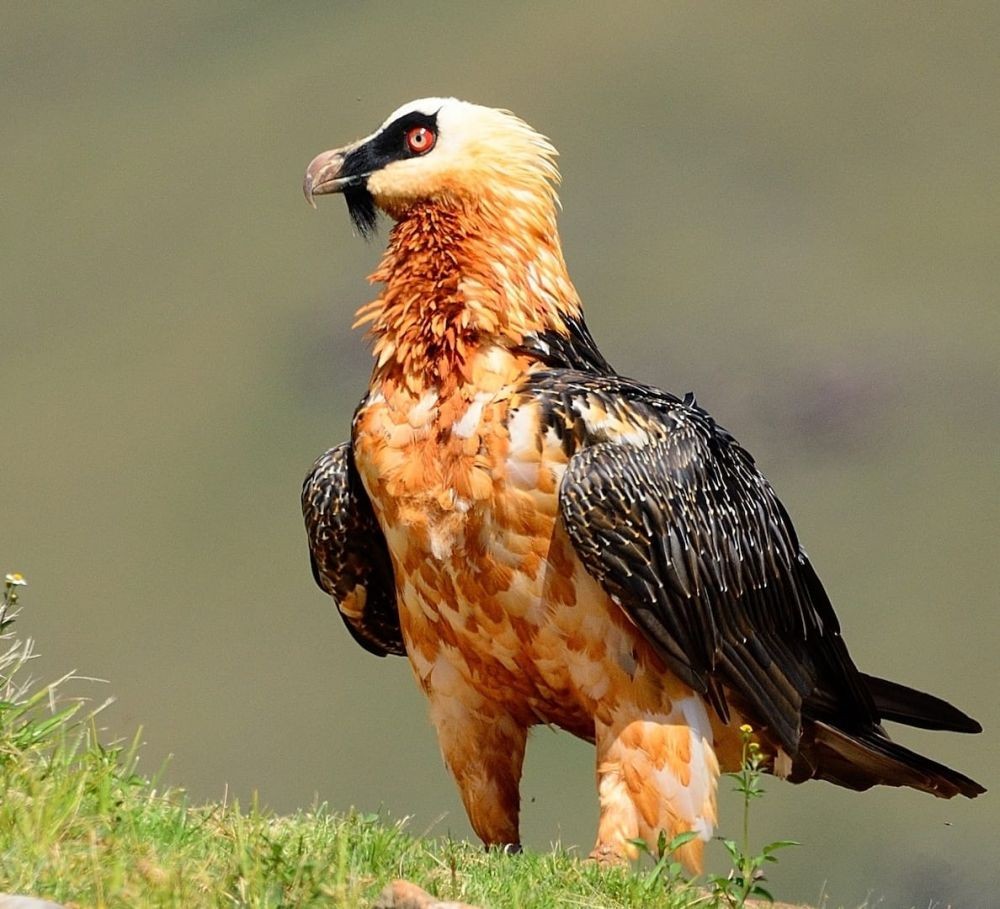 Miris! 16 Jenis Burung Bangkai ini Terancam Punah akibat Ulah Manusia