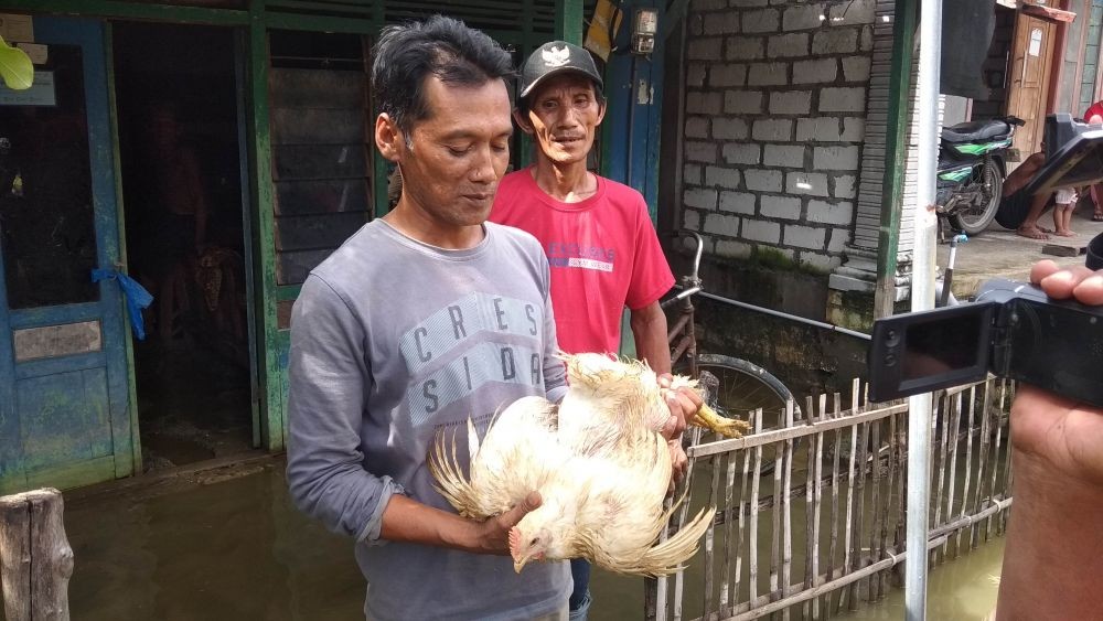 Harga Anjlok, Pengusaha Ternak Bagikan Ayam Gratis Pada Korban Banjir
