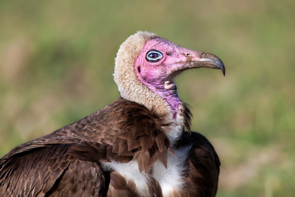 Miris! 16 Jenis Burung Bangkai ini Terancam Punah akibat Ulah Manusia