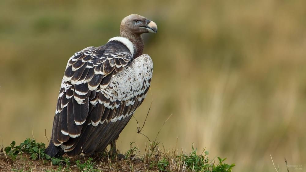 Miris! 16 Jenis Burung Bangkai ini Terancam Punah akibat Ulah Manusia