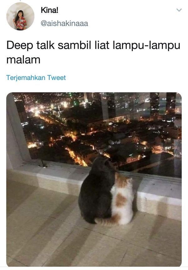 Netizen Ini Curhat Pakai Foto Kucing, Bukannya Sedih Malah Ngakak