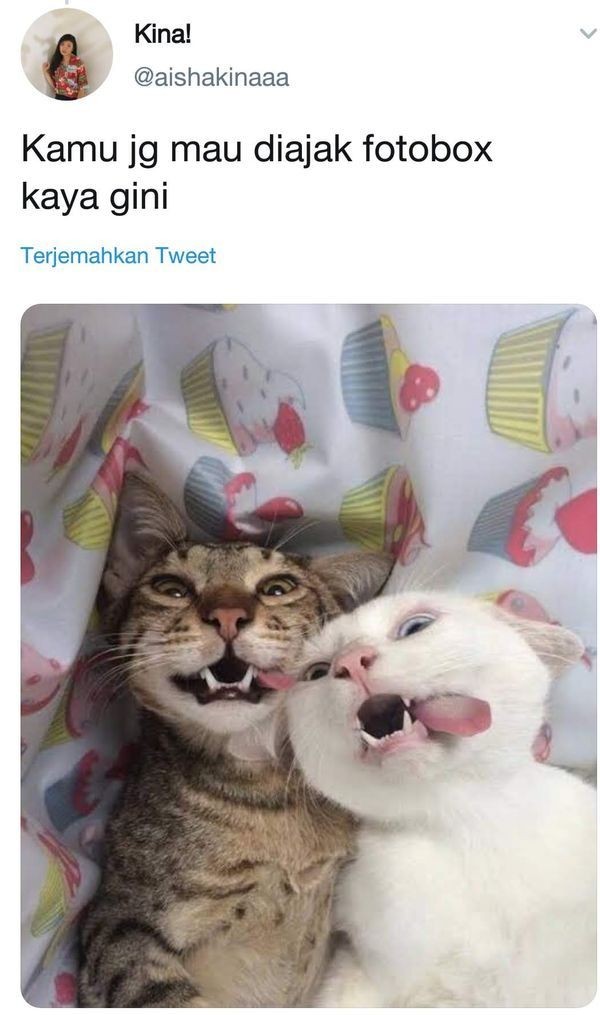 Netizen Ini Curhat Pakai Foto Kucing, Bukannya Sedih Malah Ngakak