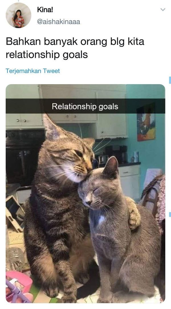 Netizen Ini Curhat Pakai Foto Kucing, Bukannya Sedih Malah Ngakak