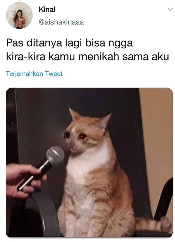 Netizen Ini Curhat Pakai Foto Kucing, Bukannya Sedih Malah Ngakak