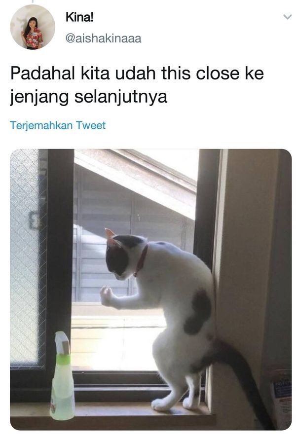 Netizen Ini Curhat Pakai Foto Kucing, Bukannya Sedih Malah Ngakak