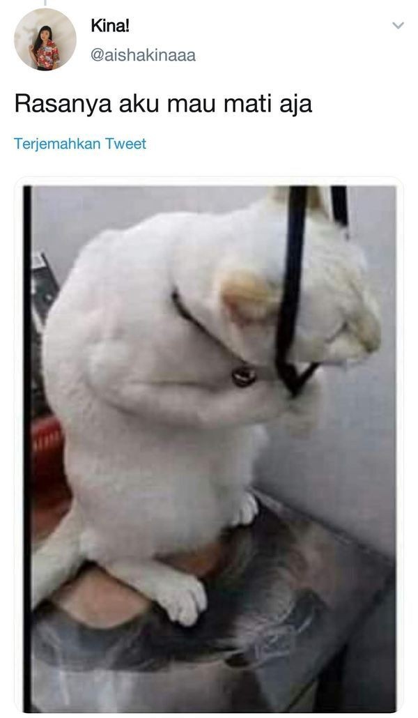 Netizen Ini Curhat Pakai Foto Kucing, Bukannya Sedih Malah Ngakak