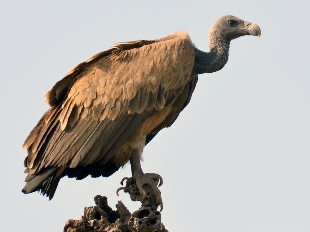 Miris! 16 Jenis Burung Bangkai ini Terancam Punah akibat Ulah Manusia