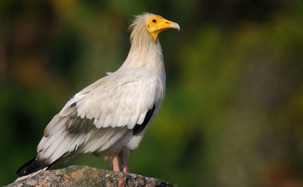 Miris! 16 Jenis Burung Bangkai ini Terancam Punah akibat Ulah Manusia