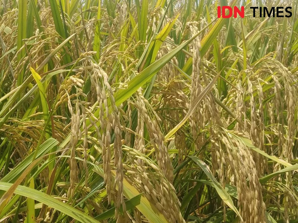 15 Ribu Lahan Sawah Petani di Tabanan Dicover AUTP