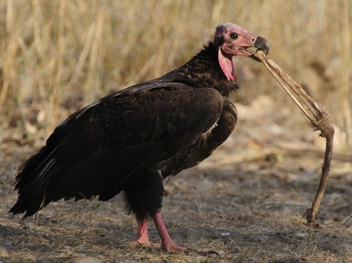 Miris! 16 Jenis Burung Bangkai ini Terancam Punah akibat Ulah Manusia