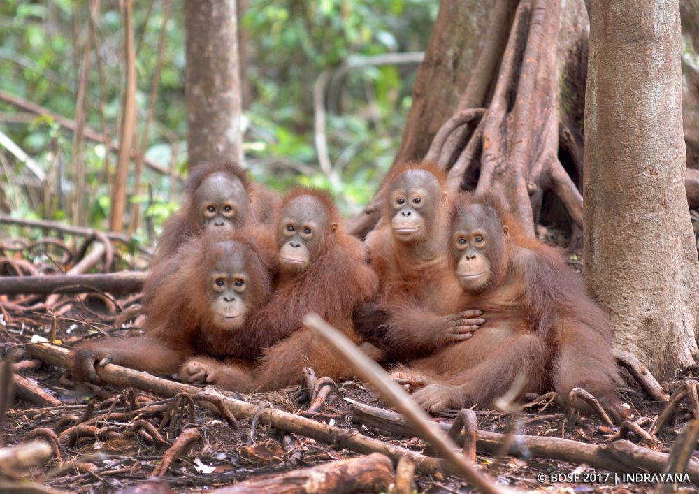 Tambang Ilegal Masuk dalam Kawasan Konservasi Orangutan di Samboja 