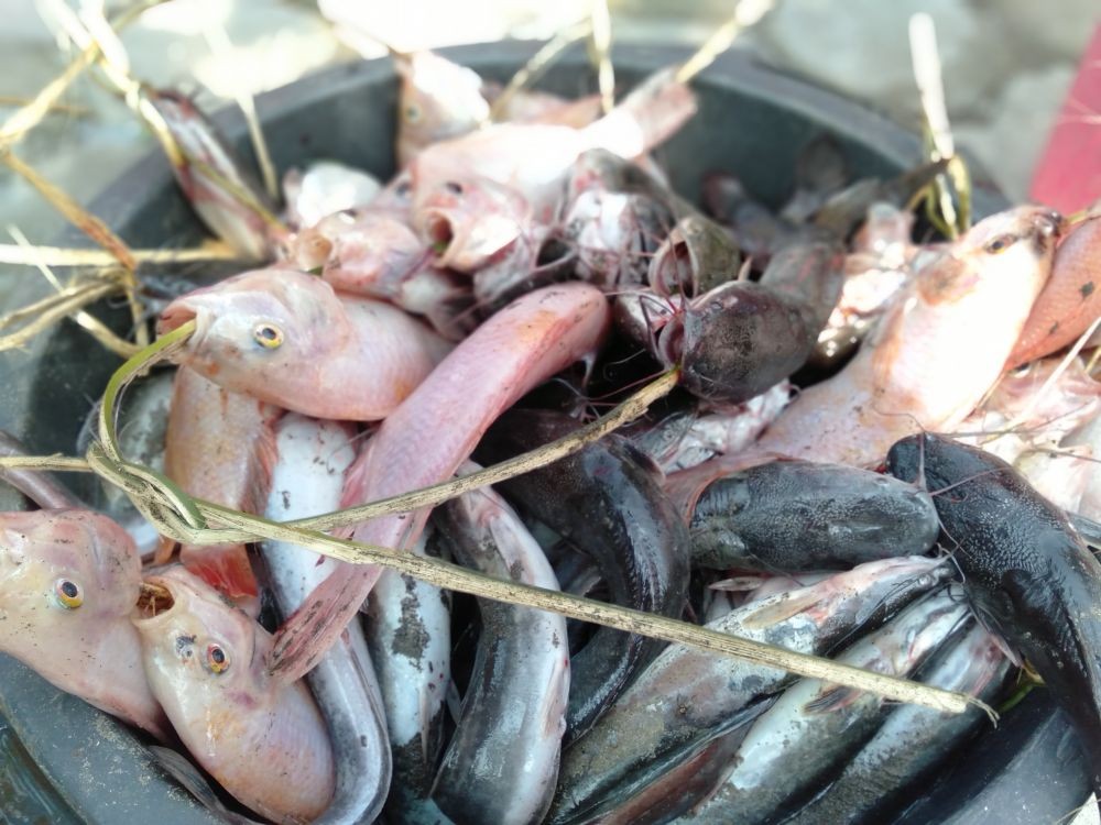 Kuras Kolam, Politisi Ini Bagikan Ratusan KiIo Ikan untuk Lauk Warga