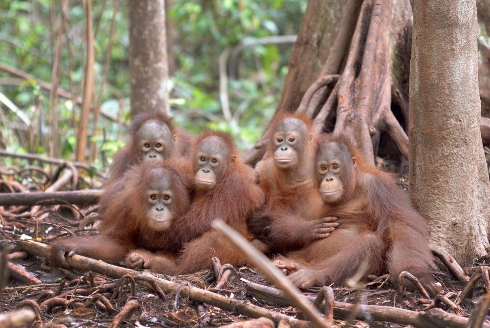 FORINA: Pekerja Pusat Konservasi Orangutan Perlu Rapid Test COVID-19