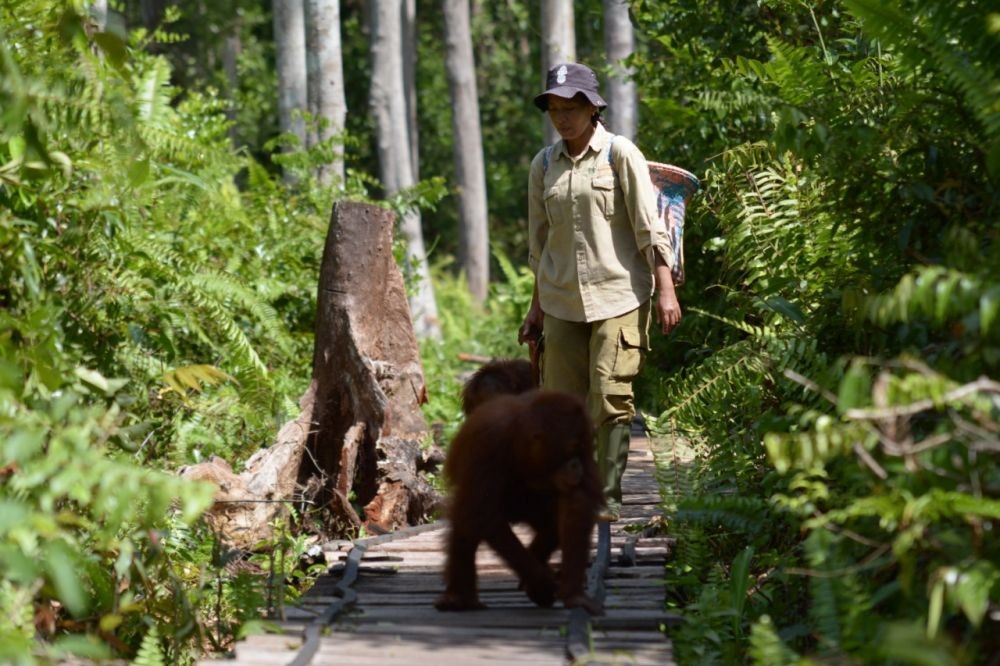 FORINA: Pekerja Pusat Konservasi Orangutan Perlu Rapid Test COVID-19