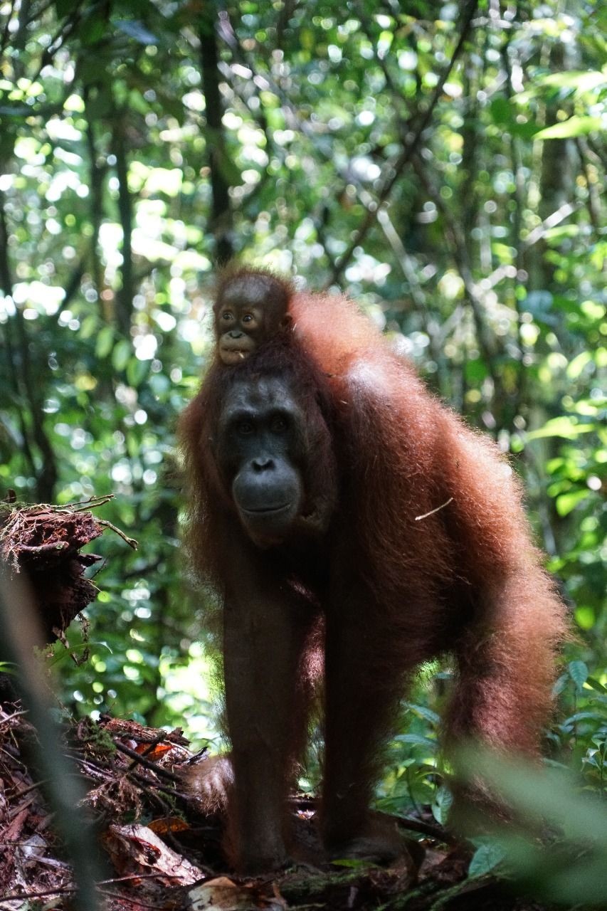 Pandemik Virus Corona Ancam Rehabilitasi Orangutan Kalimantan
