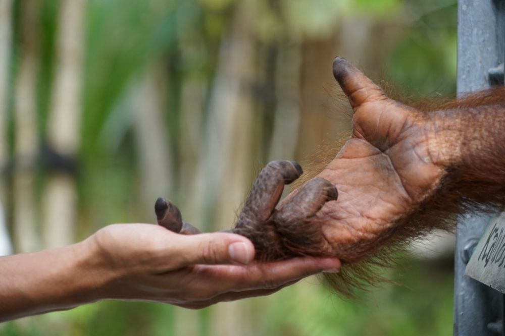 Pandemik Virus Corona Ancam Rehabilitasi Orangutan Kalimantan