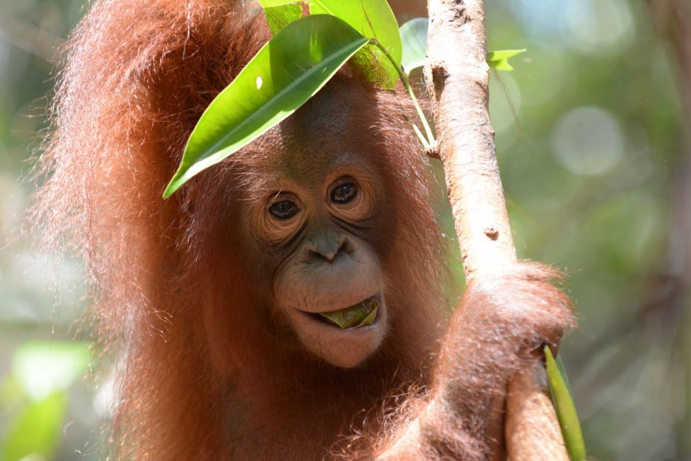 Akibat Pembukaan Lahan Berulang, Orangutan Menyerbu Kebun Warga