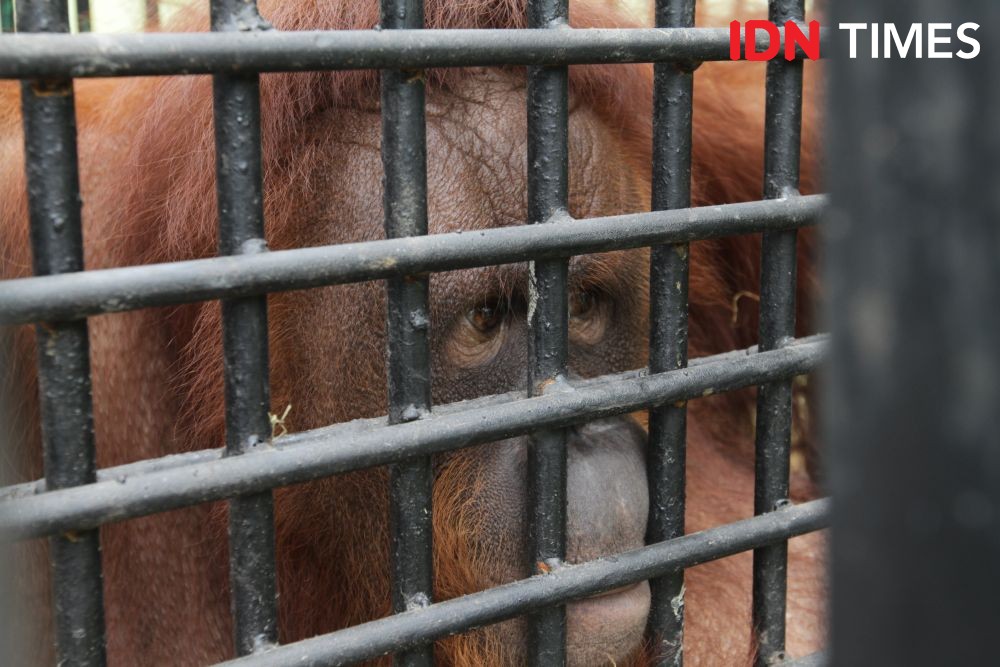 Satwa di Medan Zoo Terancam Kelaparan, Pengelola Sampai Ngutang