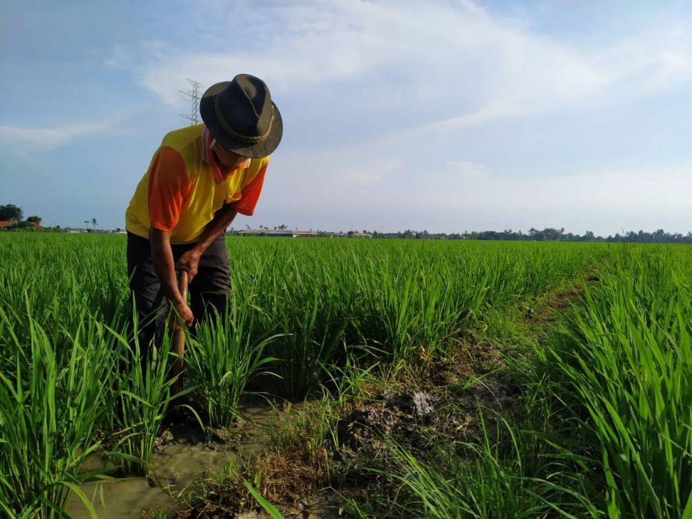 COVID-19, Pemilik Biro Wisata di Semarang Bertani Untuk Bertahan Hidup