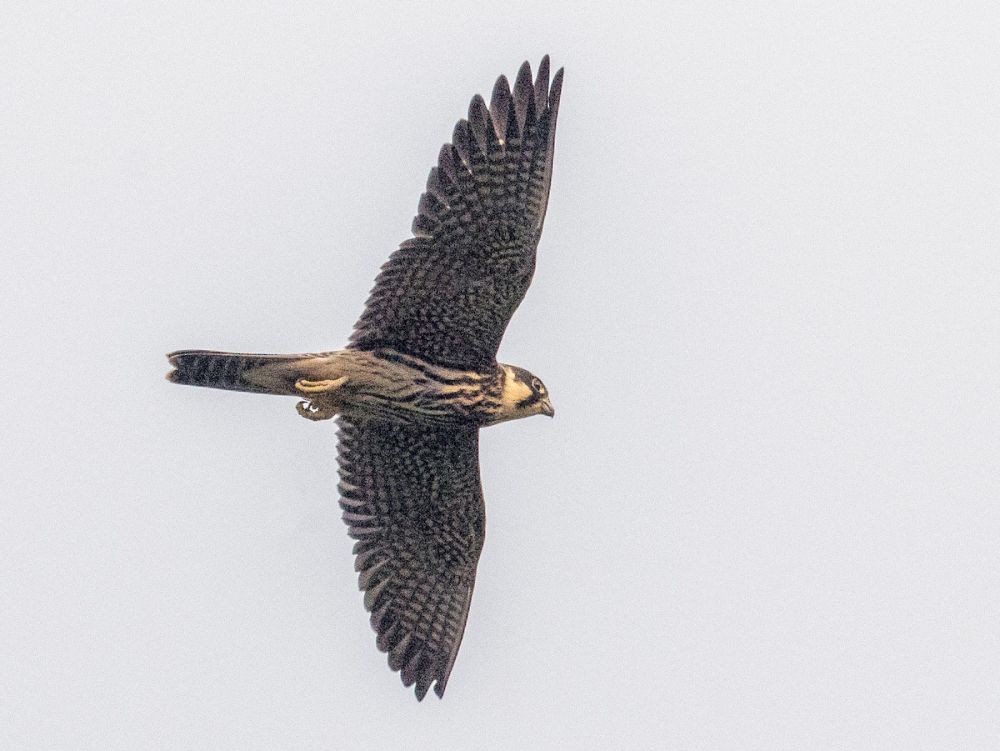 10 Burung yang Terbang dengan Kecepatan Tinggi, Ngebut di Angkasa