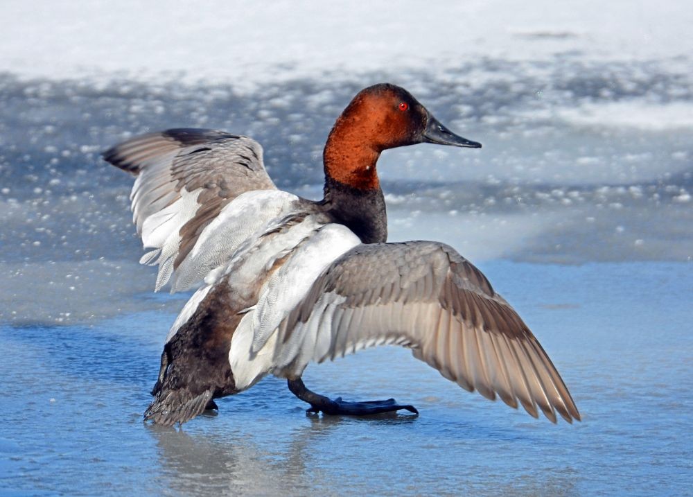 10 Burung yang Terbang dengan Kecepatan Tinggi, Ngebut di Angkasa - IDN Times