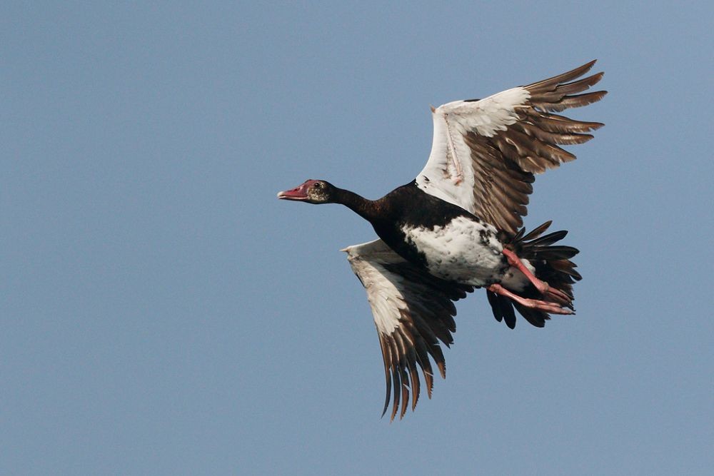 10 Burung yang Terbang dengan Kecepatan Tinggi, Ngebut di Angkasa