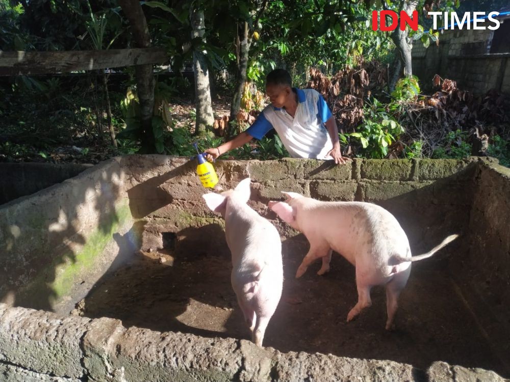 Wabah di Peternakan Babi Meluas, Peternak di Bali Mengaku Sudah Apatis