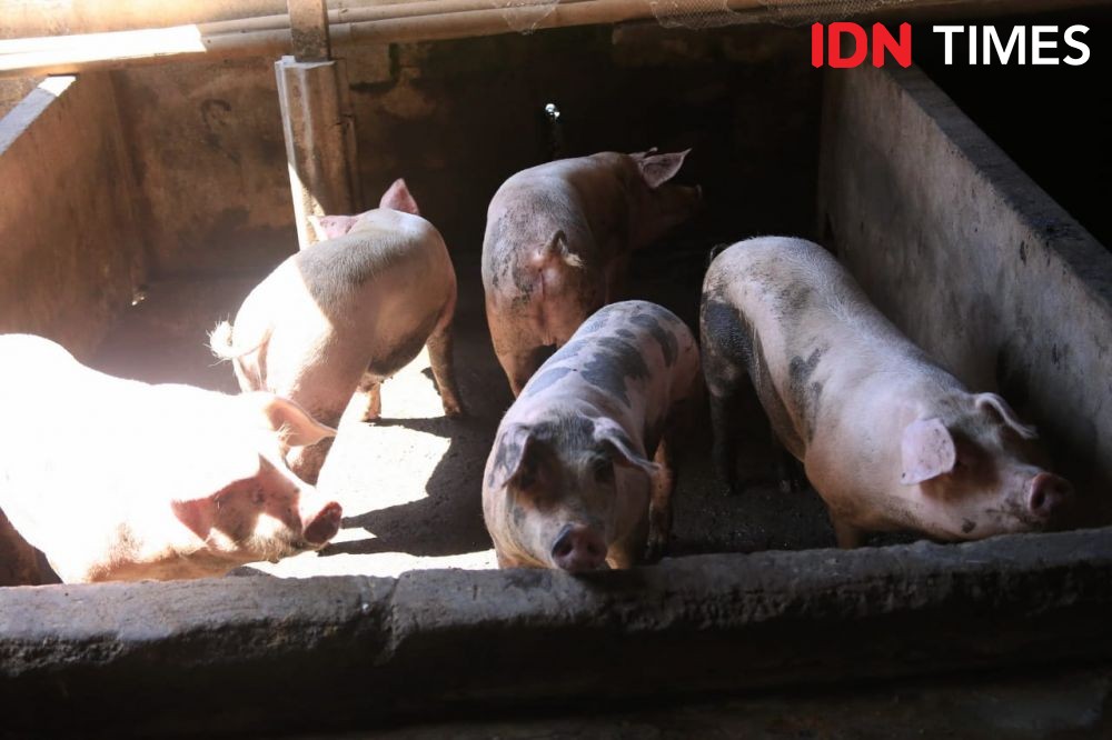 Ketahuan Mau Curi Babi, Pria Asal Buleleng Sembunyi di Tumpukan Jerami