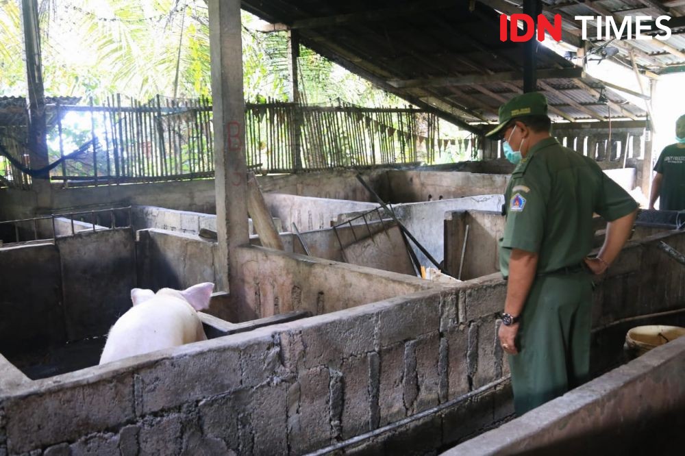 Wabah di Peternakan Babi Meluas, Peternak di Bali Mengaku Sudah Apatis