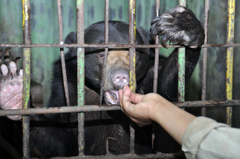 Mau Kembangkan Wisata Kebun Binatang, Medan Zoo Butuh Investor