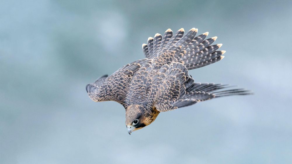 10 Burung yang Terbang dengan Kecepatan Tinggi, Ngebut di Angkasa