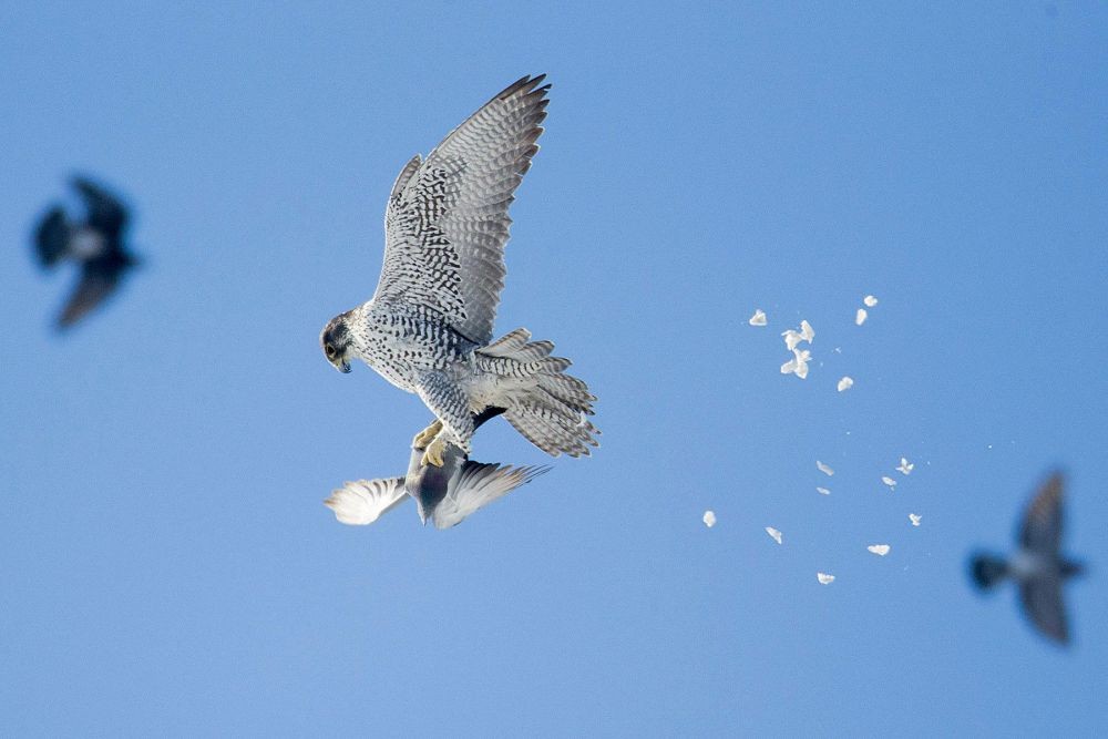 10 Burung yang Terbang dengan Kecepatan Tinggi, Ngebut di Angkasa