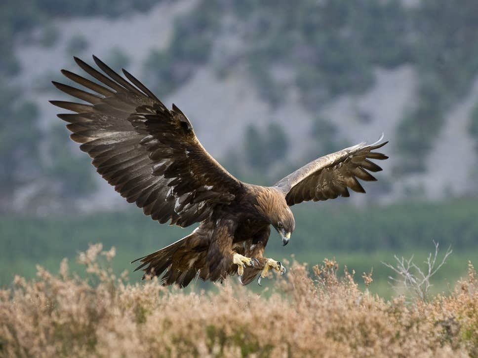 10 Burung  yang Terbang  dengan Kecepatan Tinggi Ngebut di Angkasa