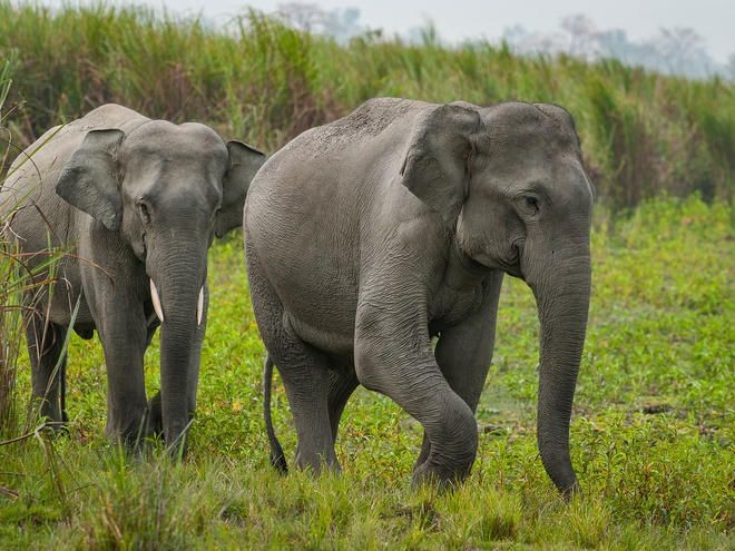 Dua Orang di Sumsel Tewas karena Berkonflik dengan Gajah Liar