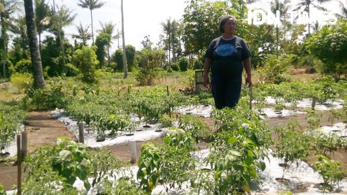 Harga Anjlok, Petani Cabai Berharap Segera Dapat Bantuan Sosial