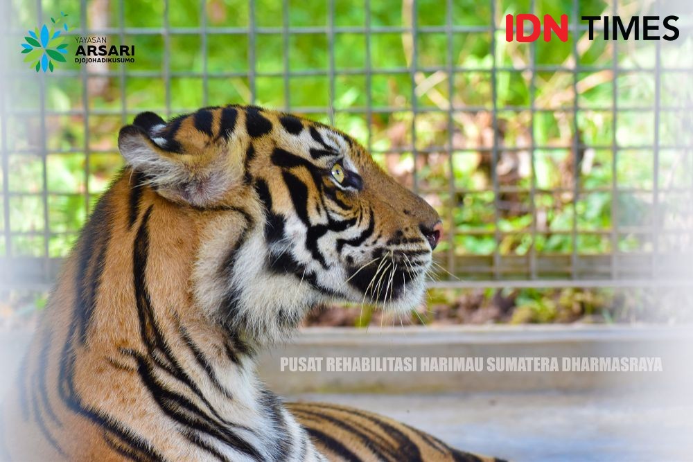 Harimau Sumatra Terjerat Ranjau Babi di Agara, Kondisinya Lemah