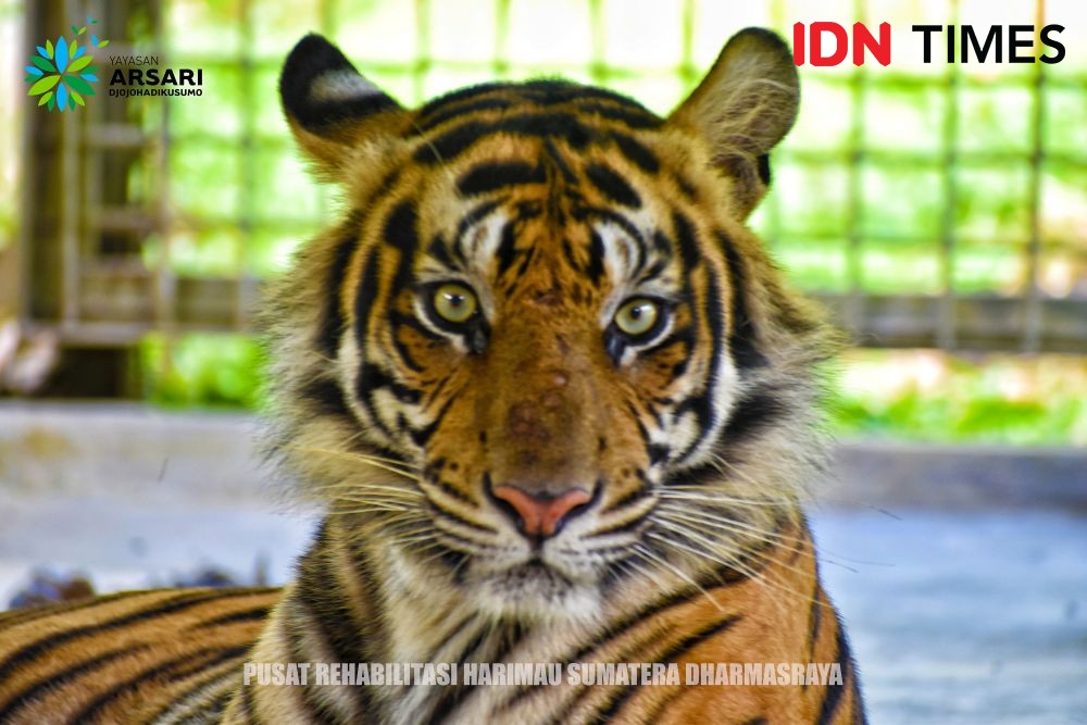 Harimau Sumatra Terjerat Ranjau Babi di Agara, Kondisinya Lemah