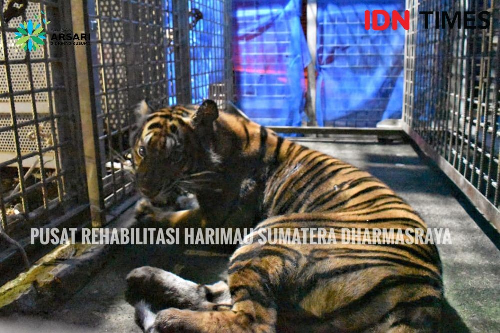 Harimau Terkena Jerat Tak Jauh dari Hutan Lindung Gayo Lues